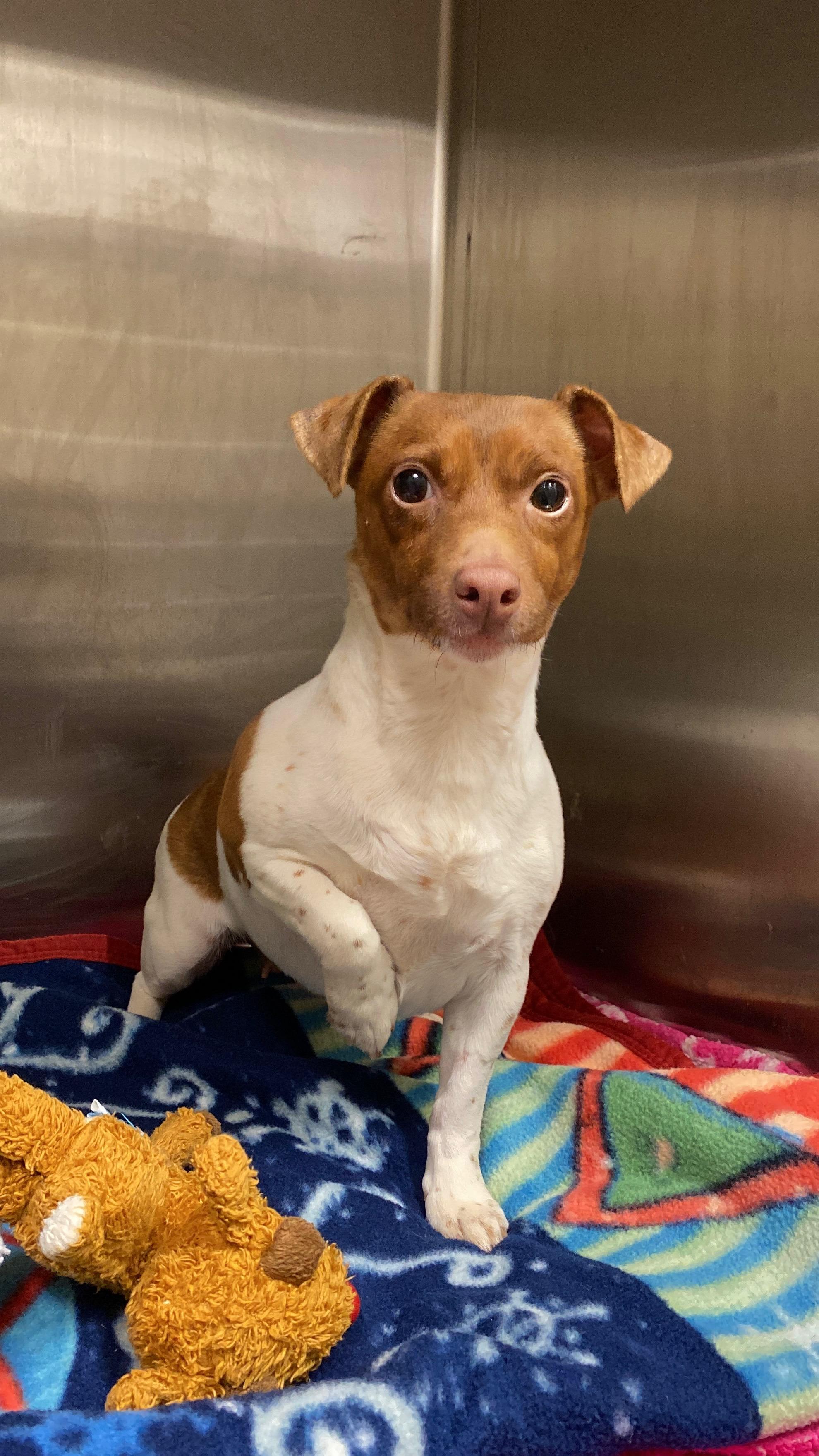 Enlarge Holly, an adopted Jack Russell Terrier in Sunbury, PA image 3/4