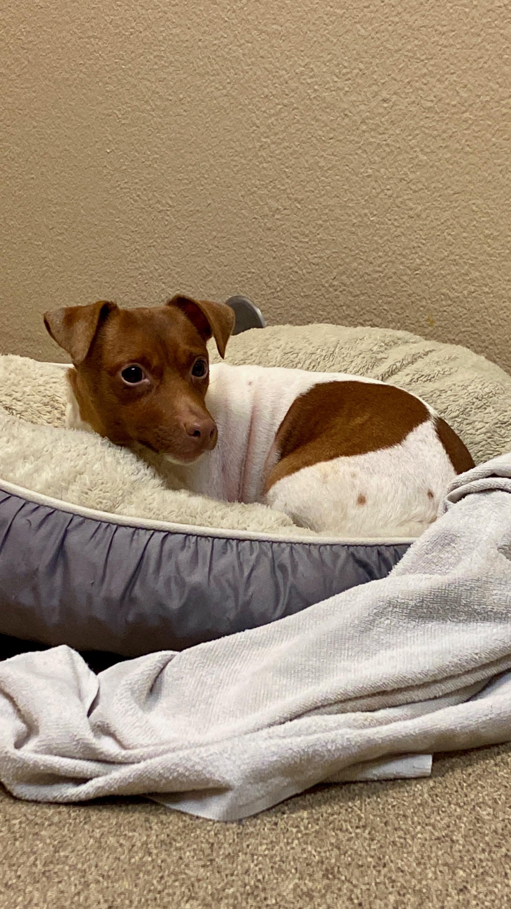 Enlarge Holly, a ADOPTABLE Jack Russell Terrier in Sunbury, PA image 1/1