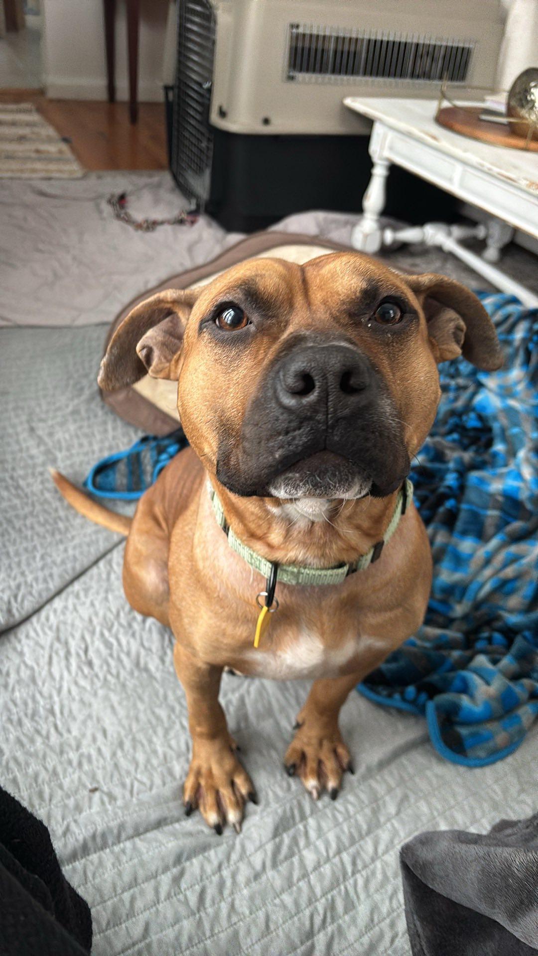 Enlarge Cletus, an adoptable mixed breed in Cleveland, OH image 6/6