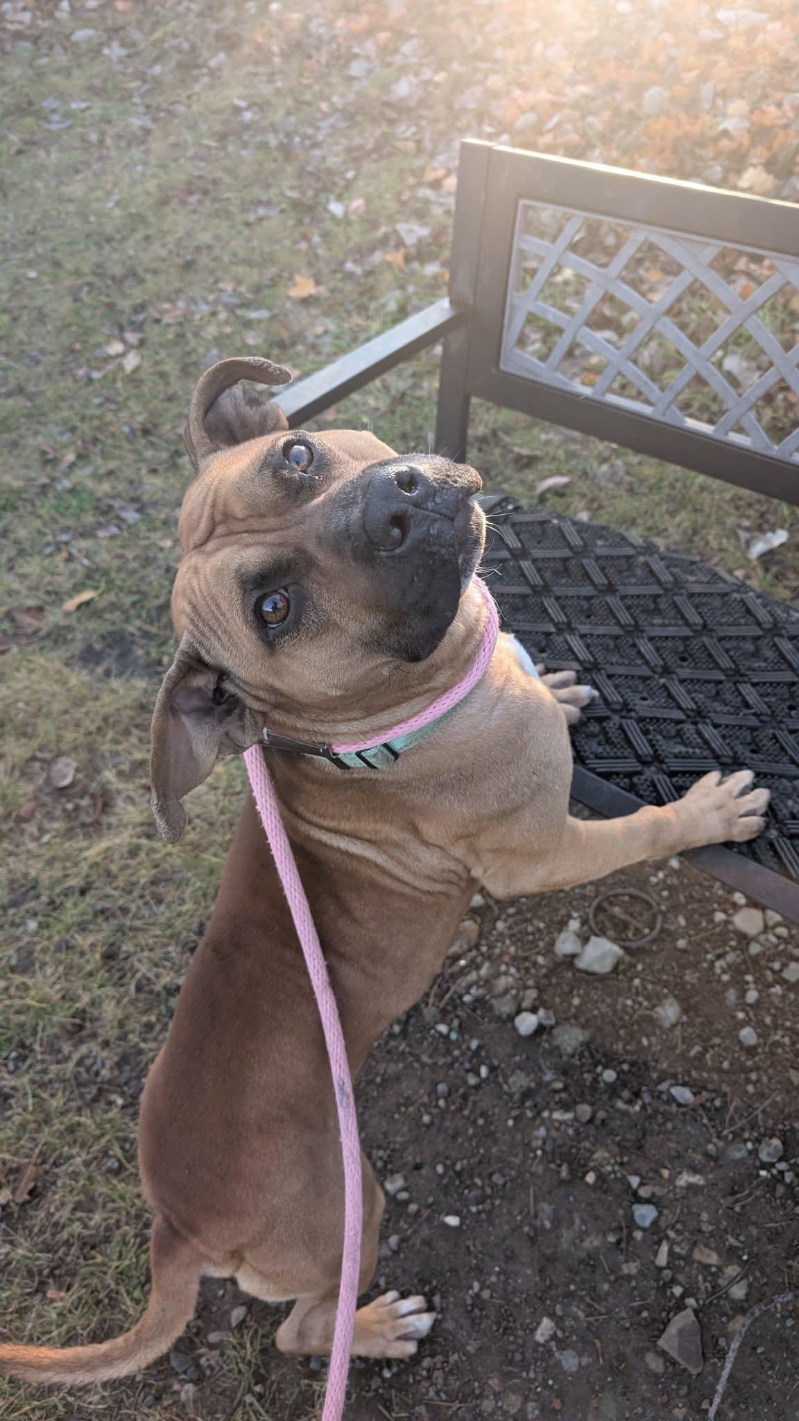 Enlarge Cletus, an adoptable mixed breed in Cleveland, OH image 2/6