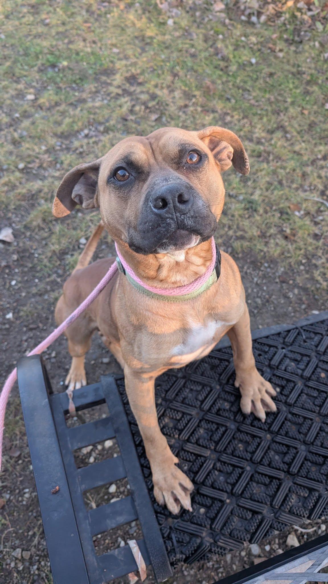 Enlarge Cletus, an adoptable mixed breed in Cleveland, OH image 5/6