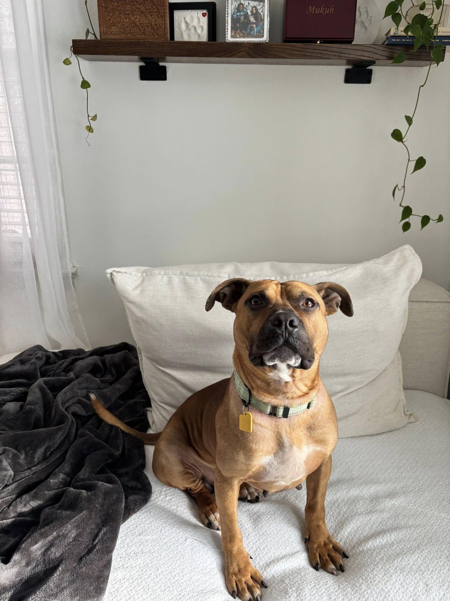 Cletus, adoptable, Young Male Pit Bull Terrier.