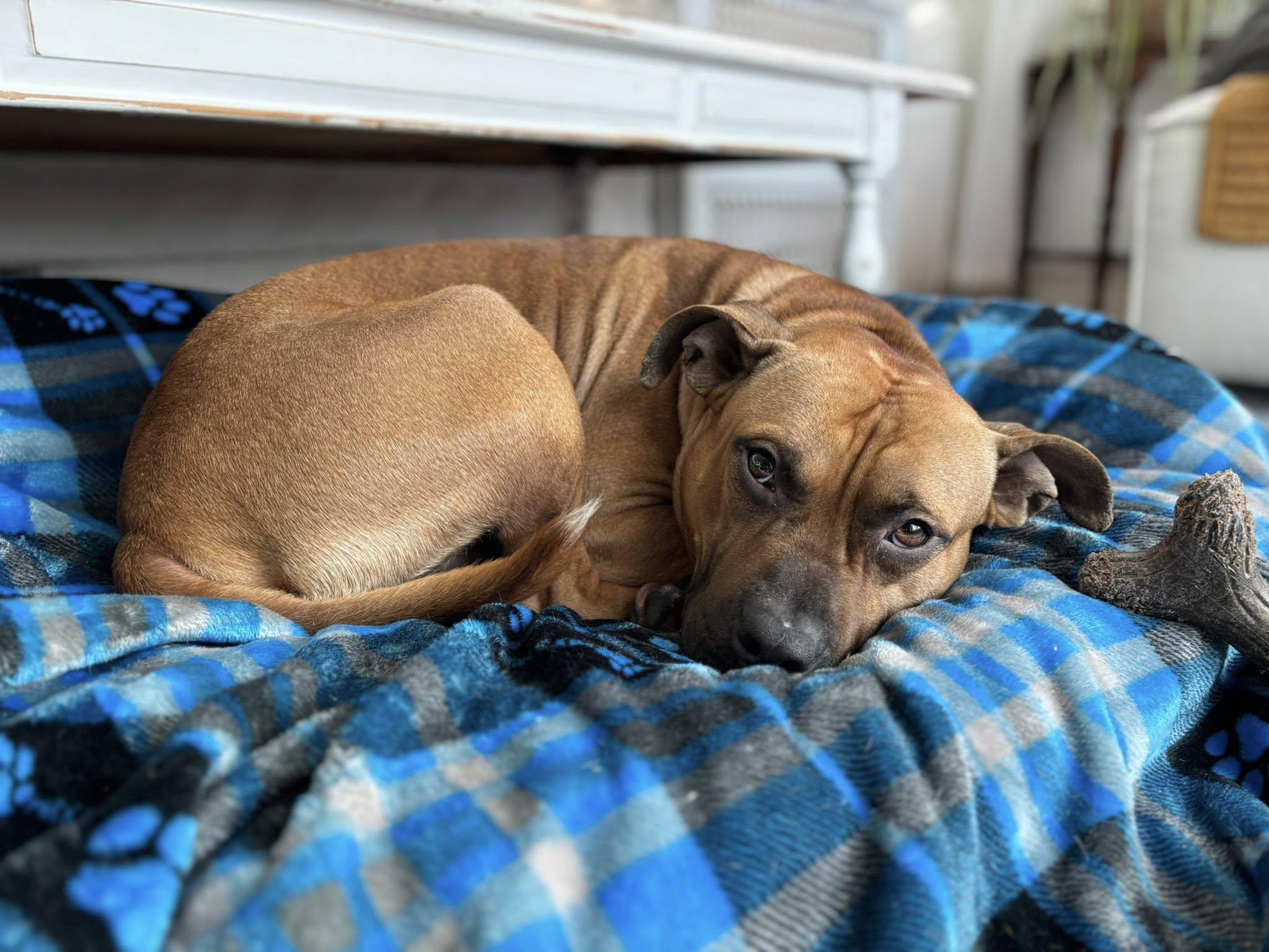 Cletus, adoptable, Young Male Pit Bull Terrier.