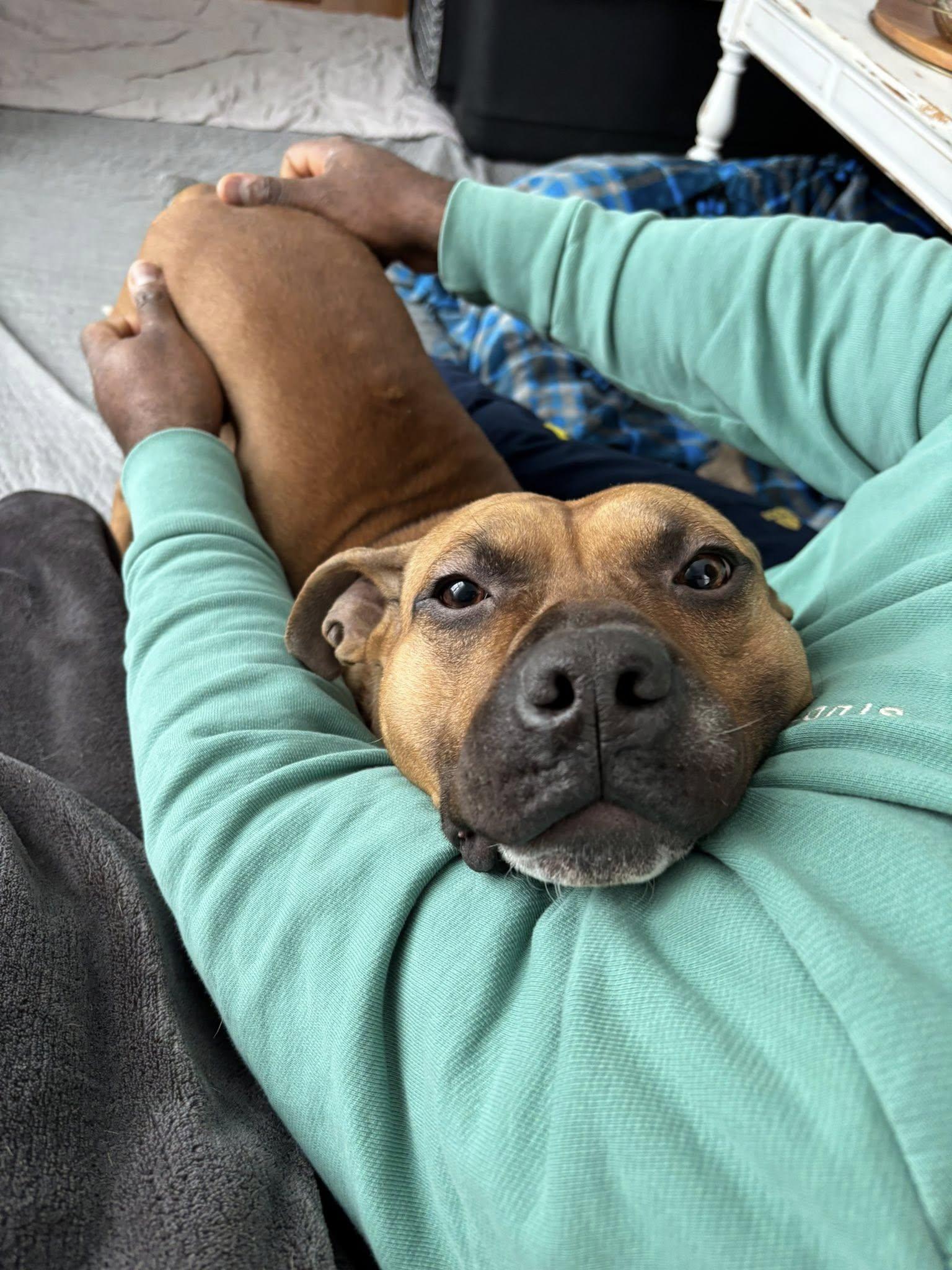 Enlarge Cletus, an adoptable mixed breed in Cleveland, OH image 6/6