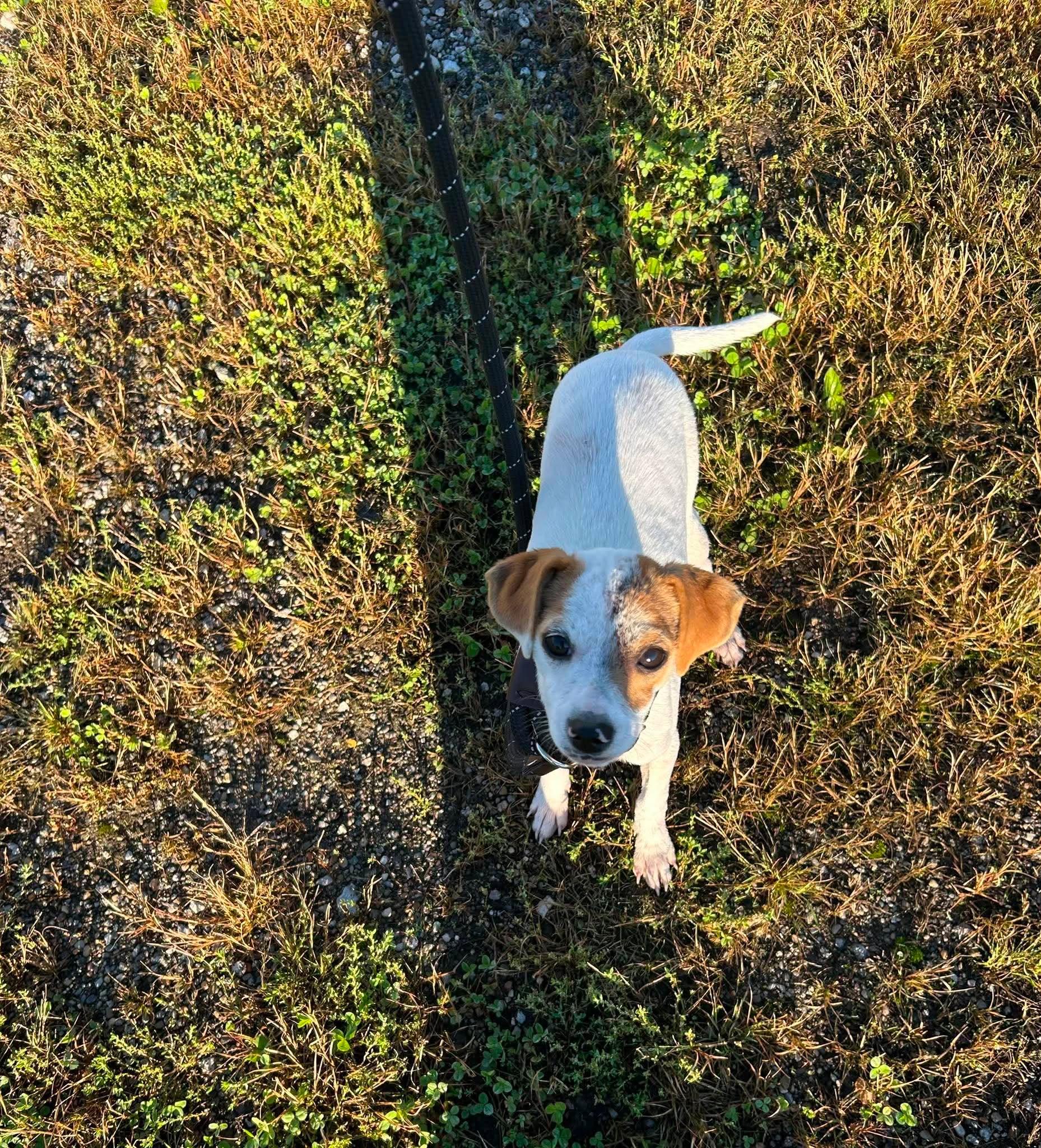Bambi, Adoptable, Puppy Female Chihuahua.
