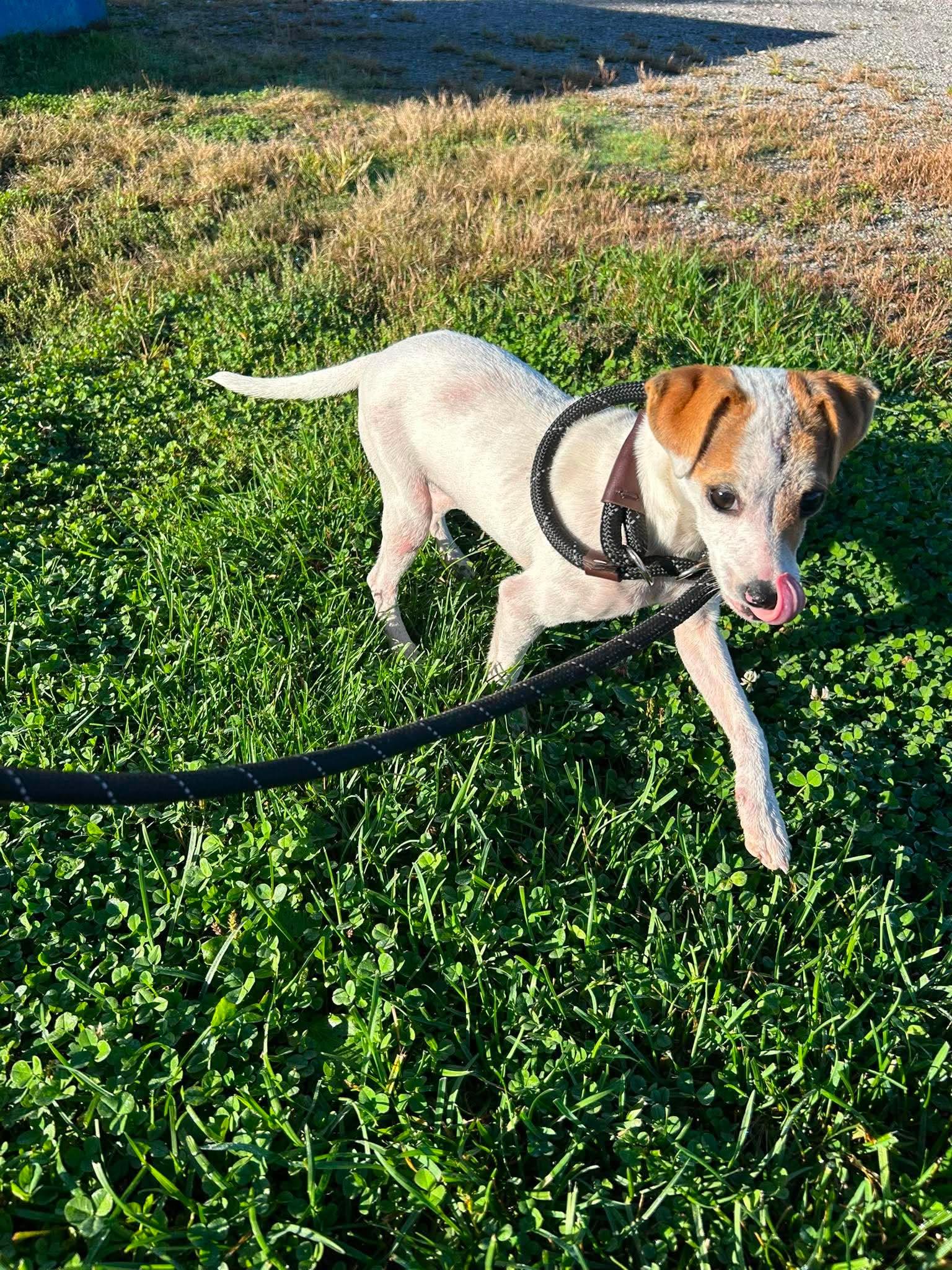 Enlarge Bambi, a Adoptable mixed breed in Valparaiso, IN image 2/2