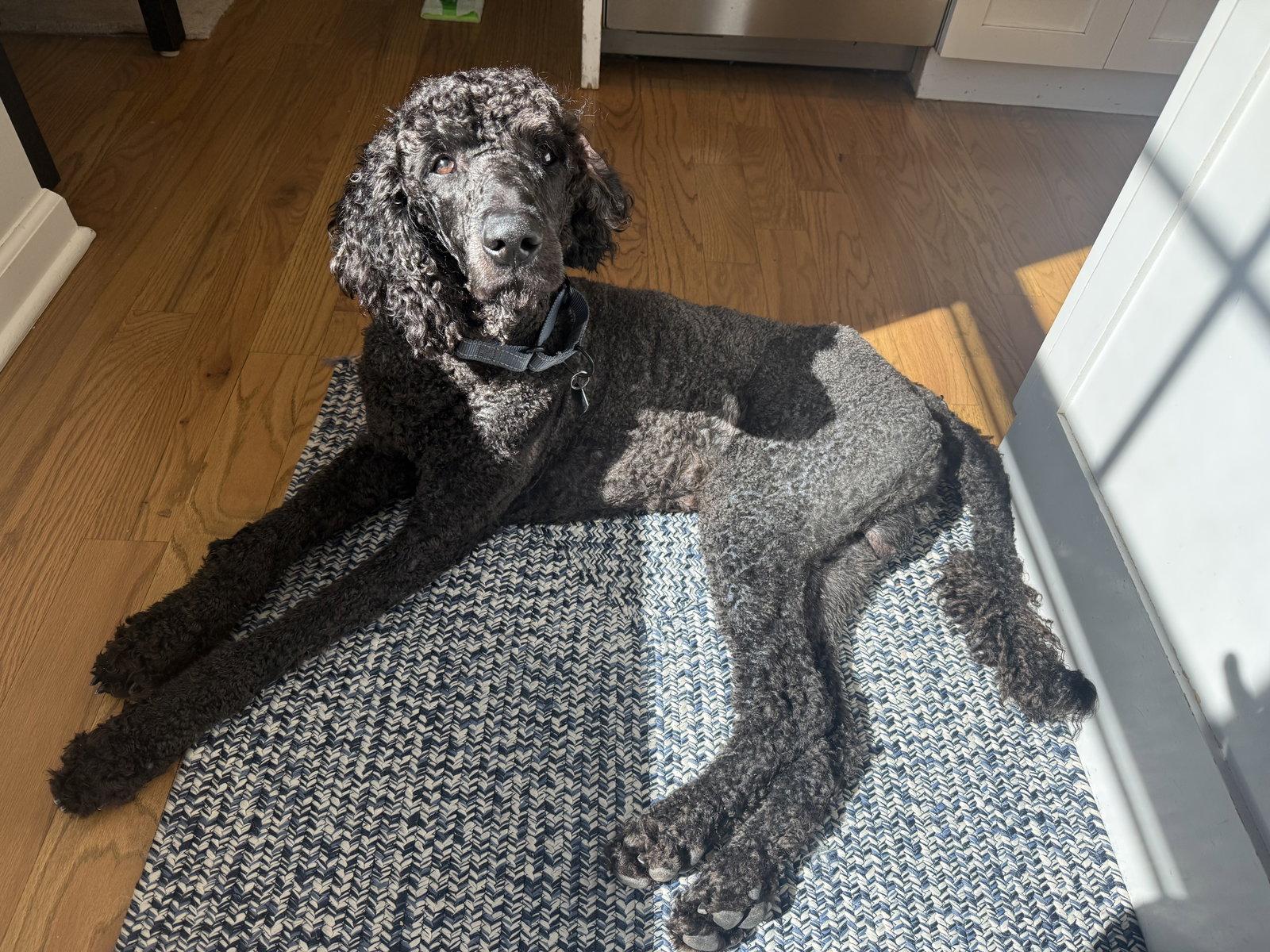 Lucky- very handsome boy, Adoptable, Adult Male Standard Poodle.