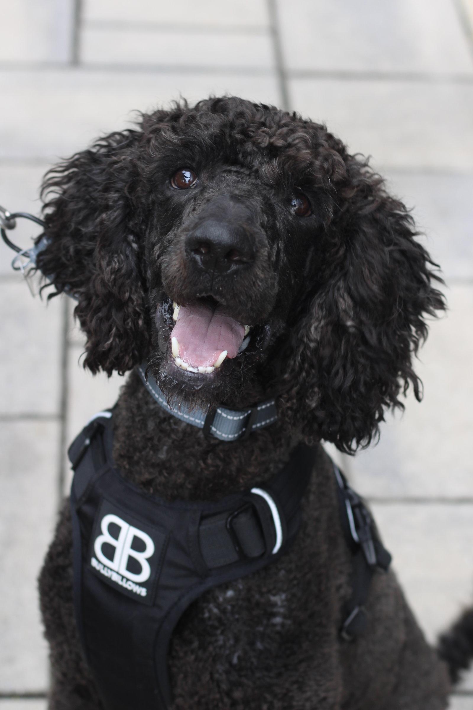 Enlarge Lucky- very handsome boy, a Adoptable Standard Poodle in Oakhurst, NJ image 3/3