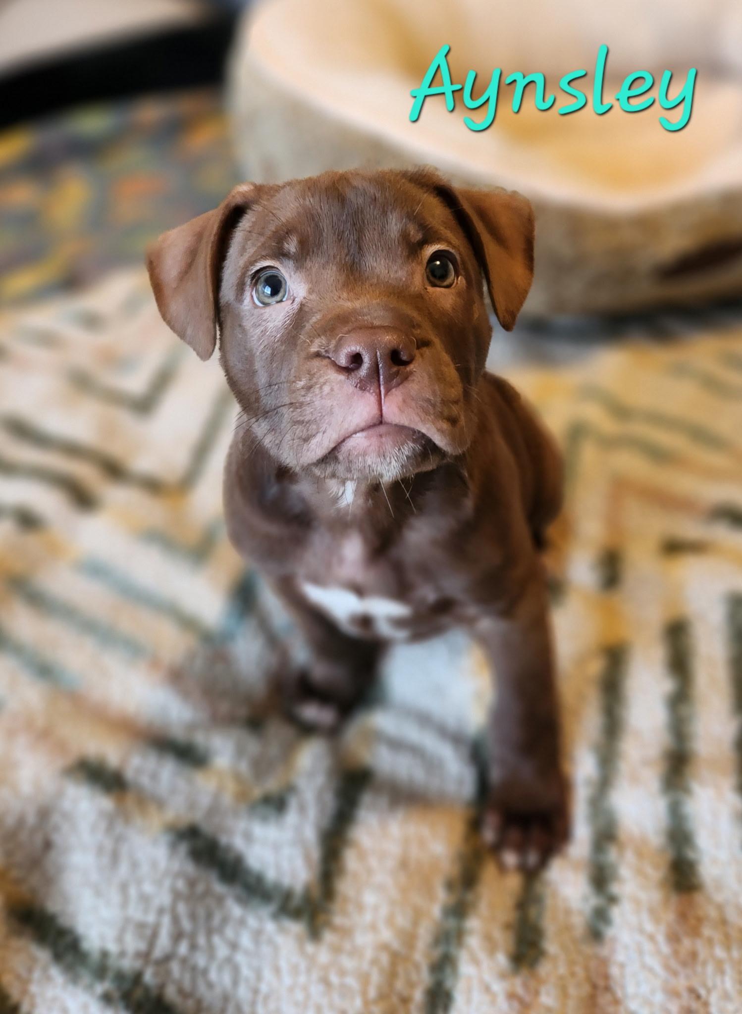 Aynsley , adopted, Puppy Female Pit Bull Terrier.