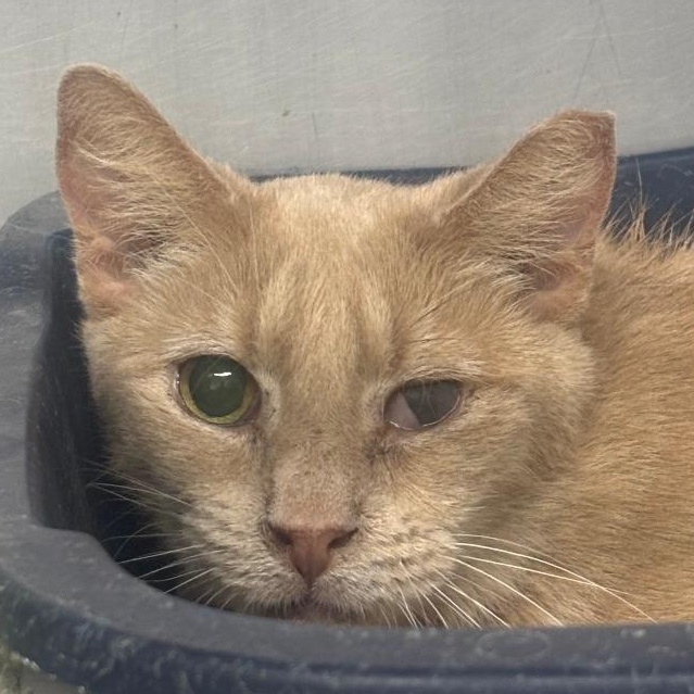Sandy, Adoptable, Young Male Domestic Short Hair.