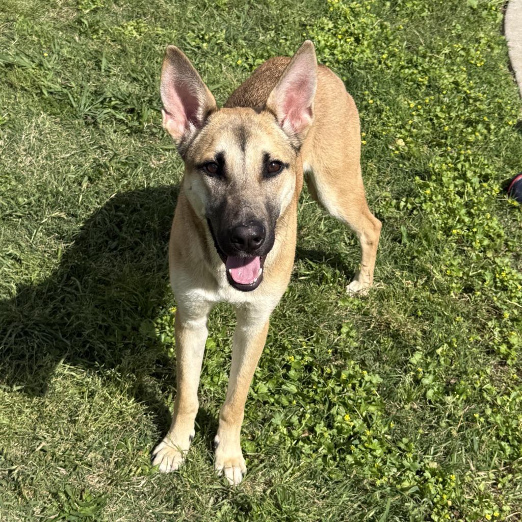 Dex, a Adoptable German Shepherd Dog in Brenham, TX image 2/6