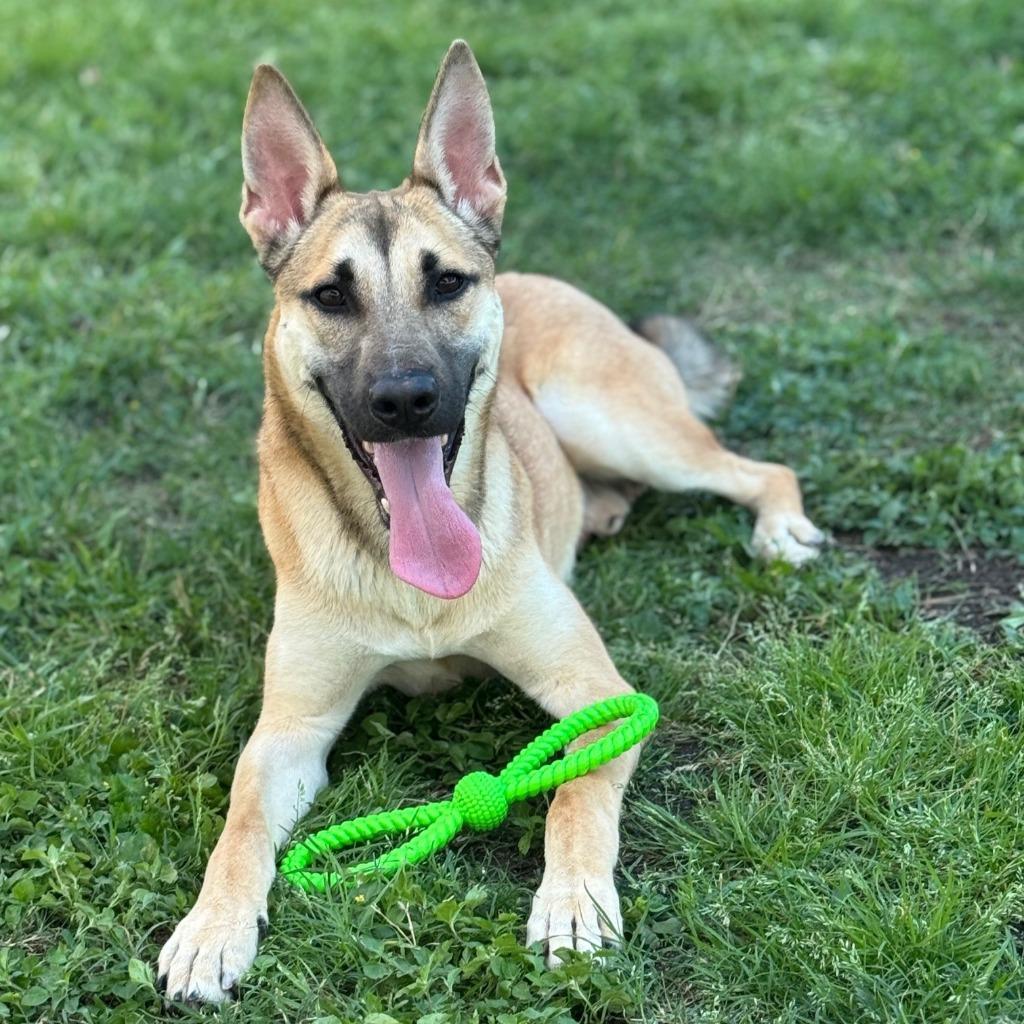 Dex, a Adoptable German Shepherd Dog in Brenham, TX image 3/6