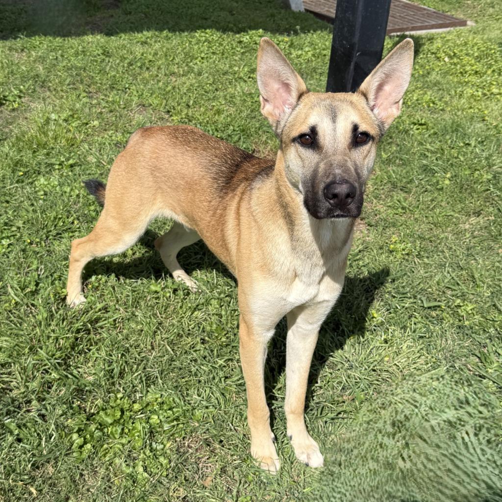 Dex, a Adoptable German Shepherd Dog in Brenham, TX image 4/6