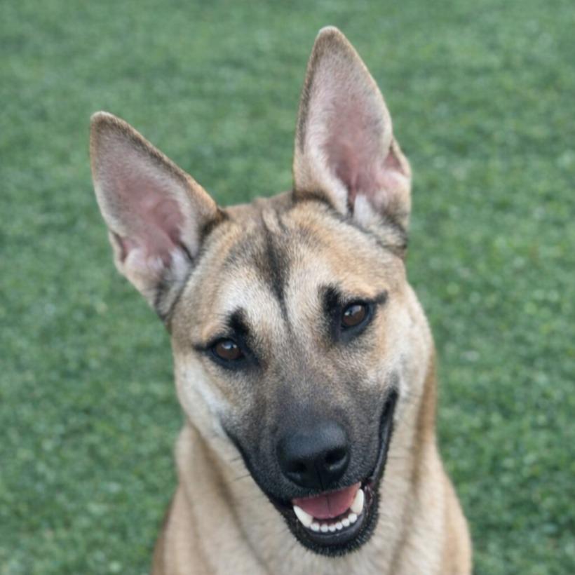 Dex, Adoptable, Adult Male German Shepherd Dog.