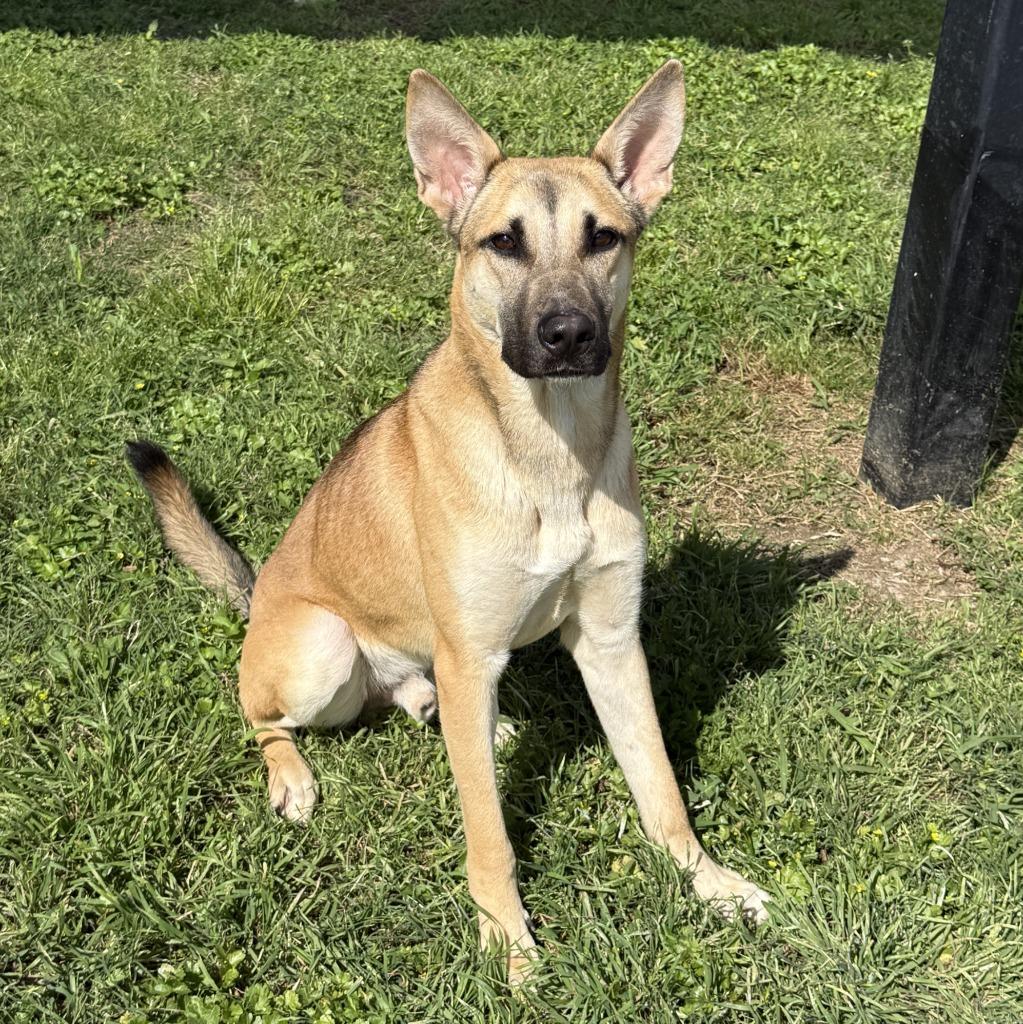 Dex, a Adoptable German Shepherd Dog in Brenham, TX image 5/6