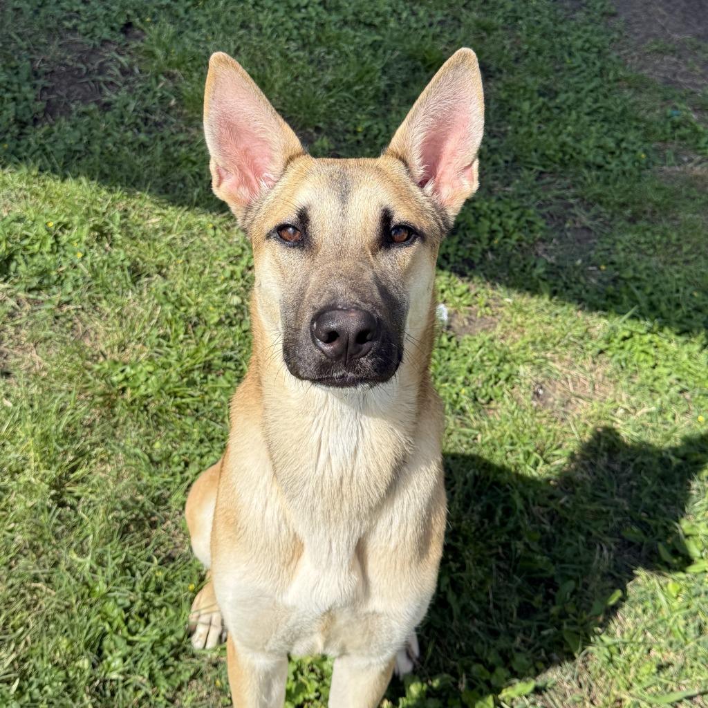Dex, a Adoptable German Shepherd Dog in Brenham, TX image 6/6