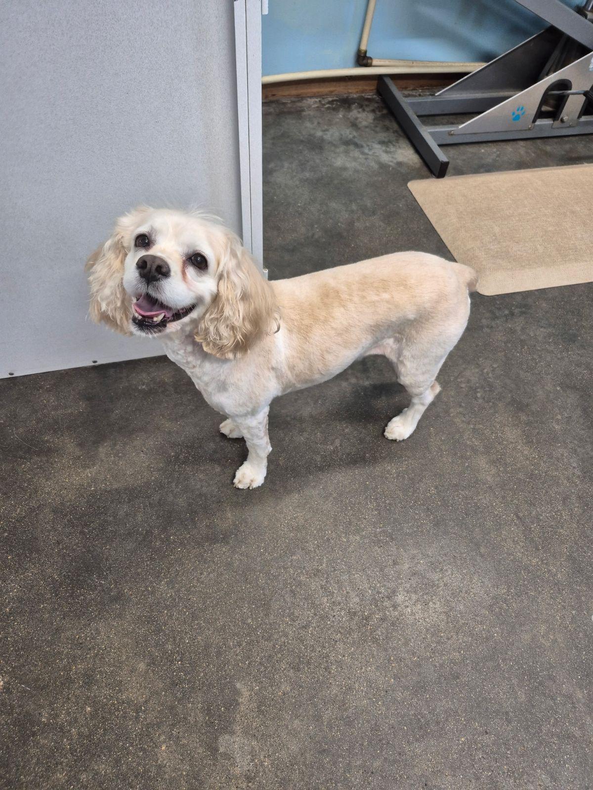 Maggie, adopted, Adult Female Cocker Spaniel.
