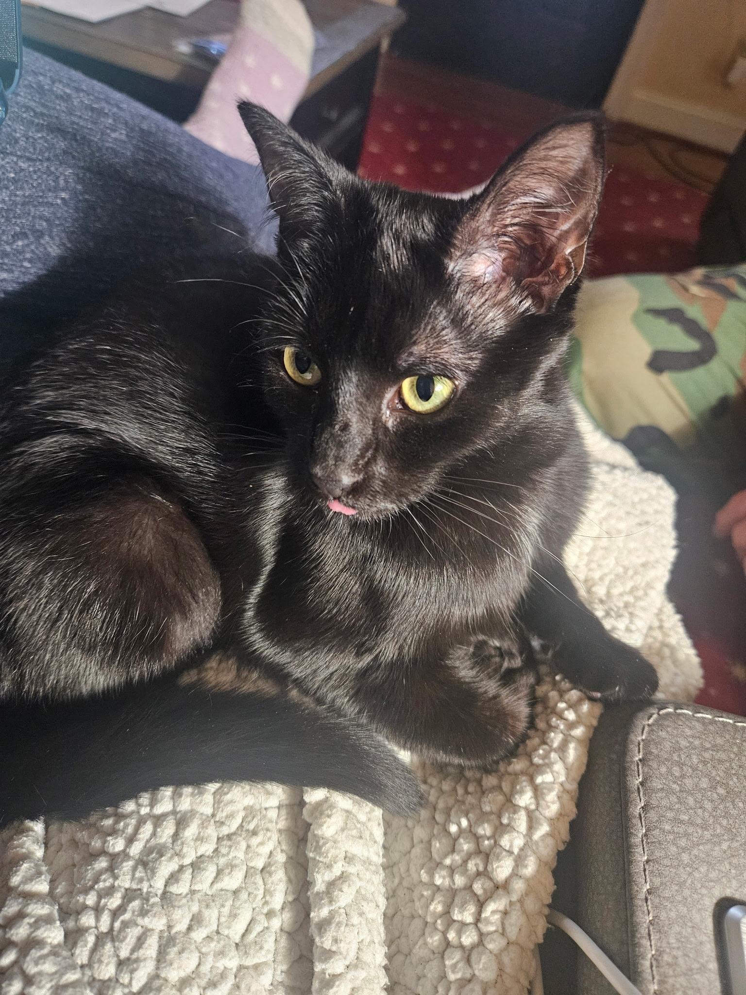 Mitcy , a Adoptable mixed breed in Fort Oglethorpe, GA image 4/4