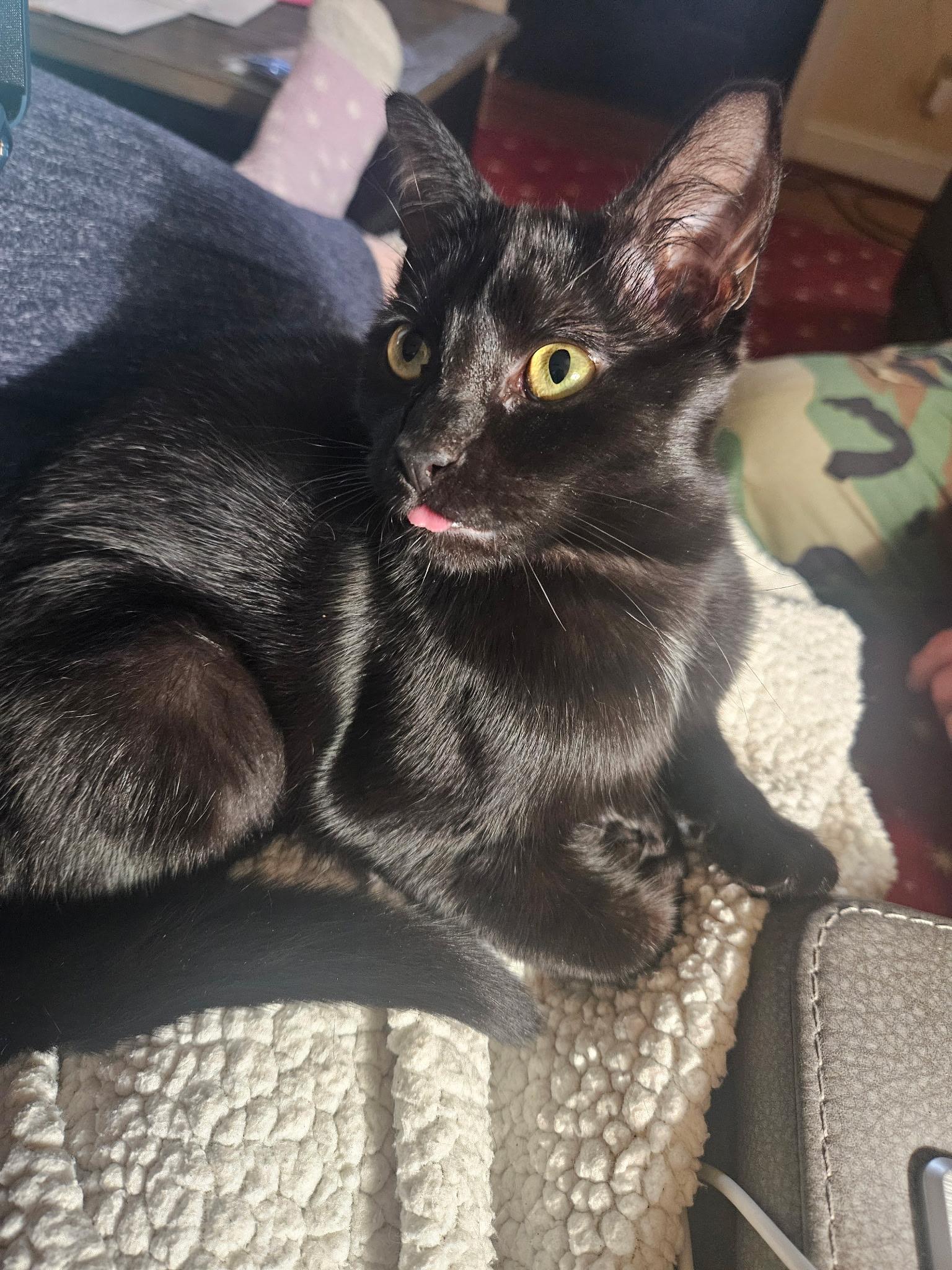 Mitcy , a Adoptable mixed breed in Fort Oglethorpe, GA image 3/4