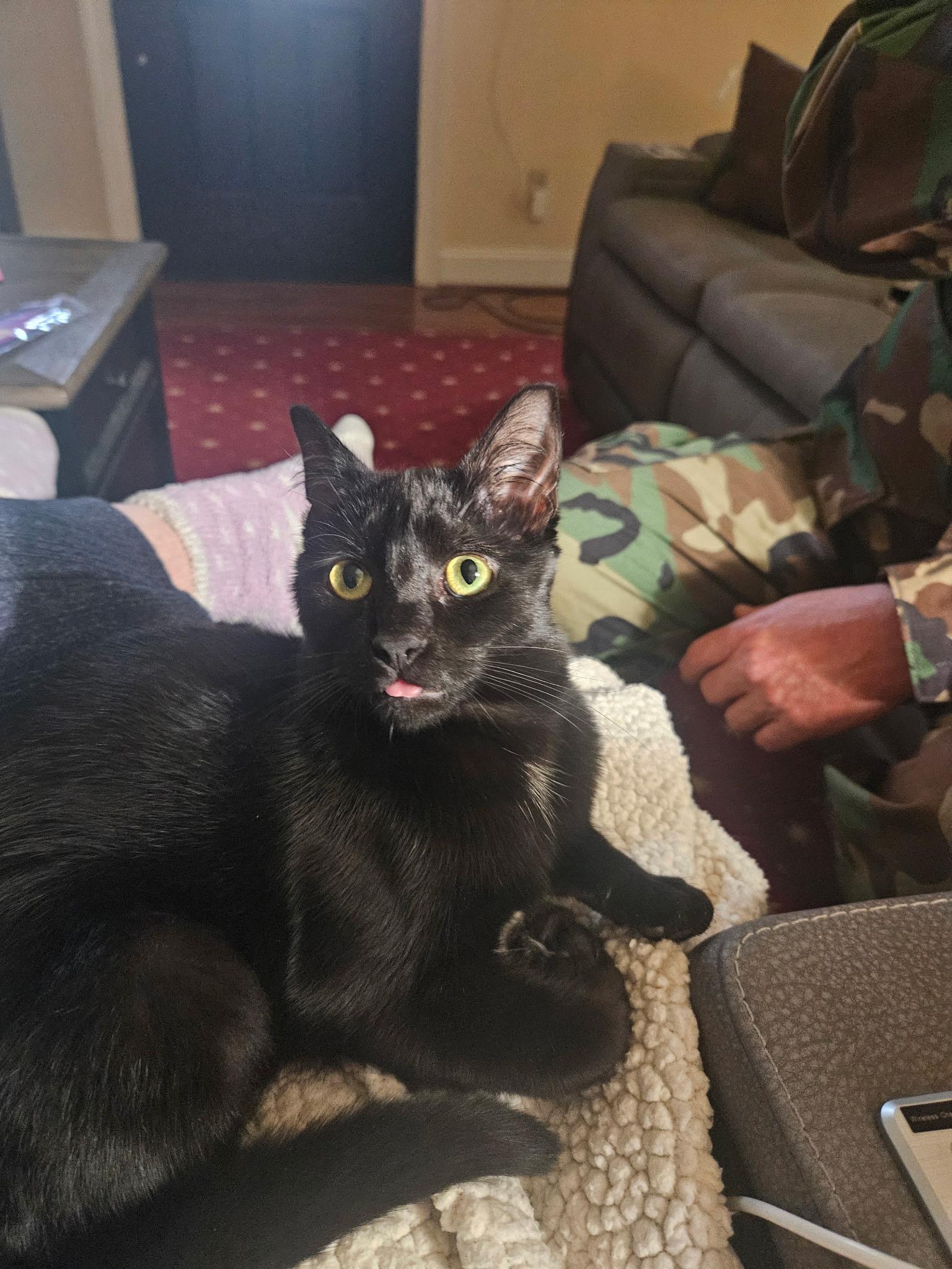 Mitcy , Adoptable, Kitten Female Bombay & Domestic Short Hair.