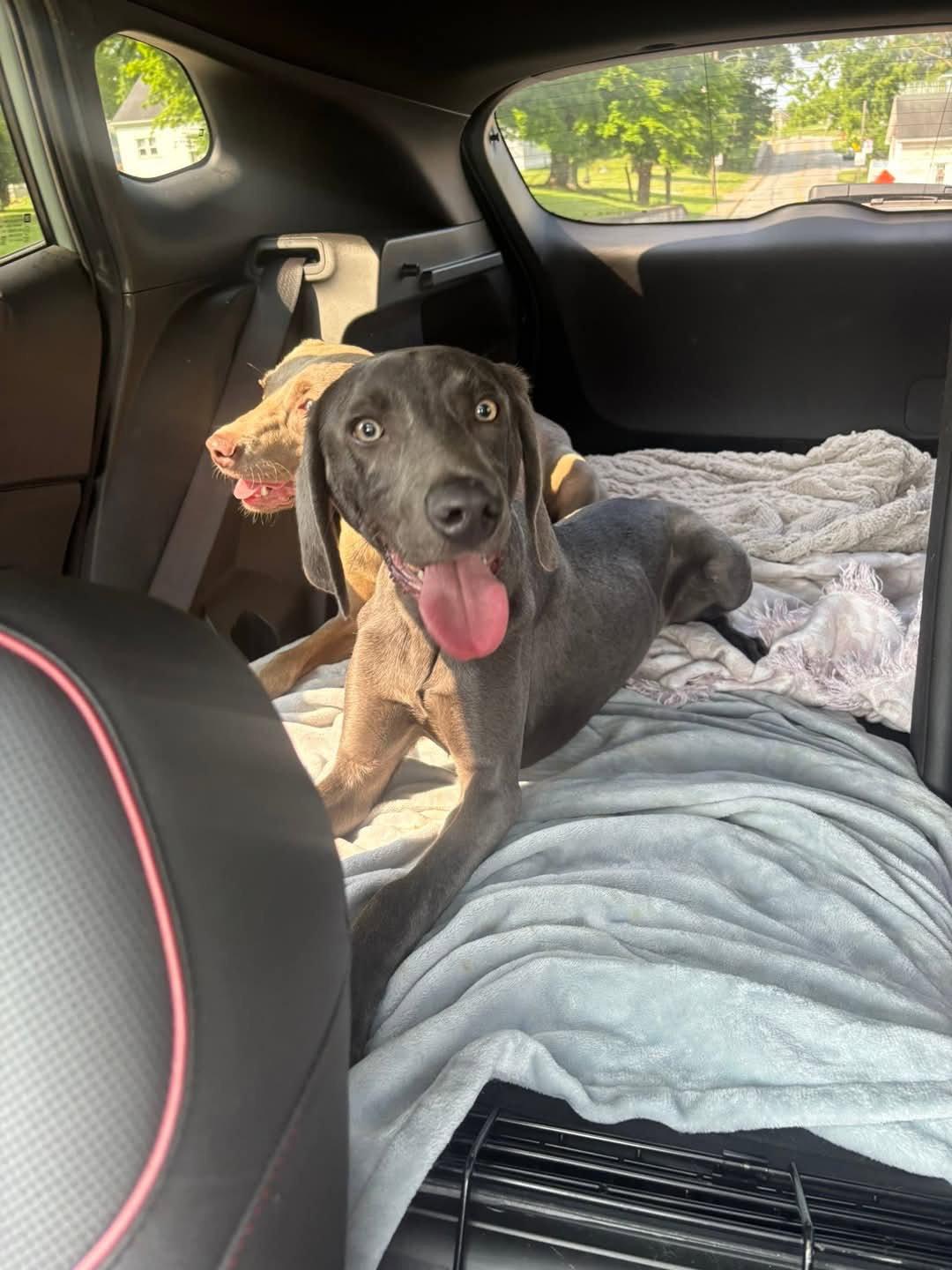 Enlarge Gewürztraminer, a Adoptable Weimaraner in Newport, KY image 1/3