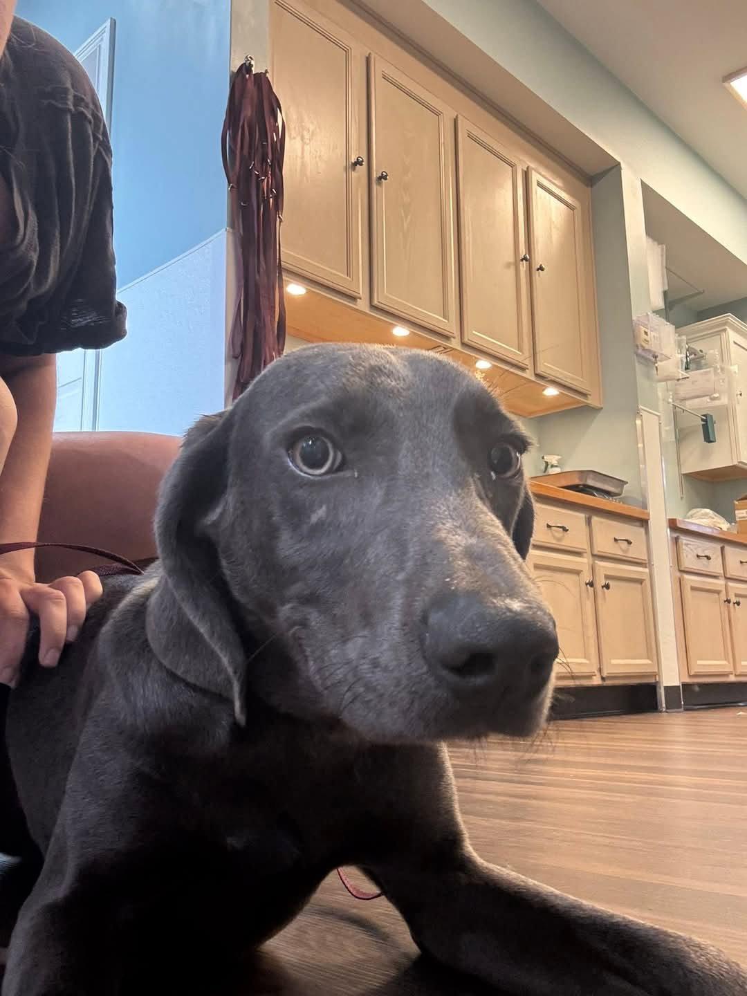 Enlarge Gewürztraminer, a Adoptable Weimaraner in Newport, KY image 2/3