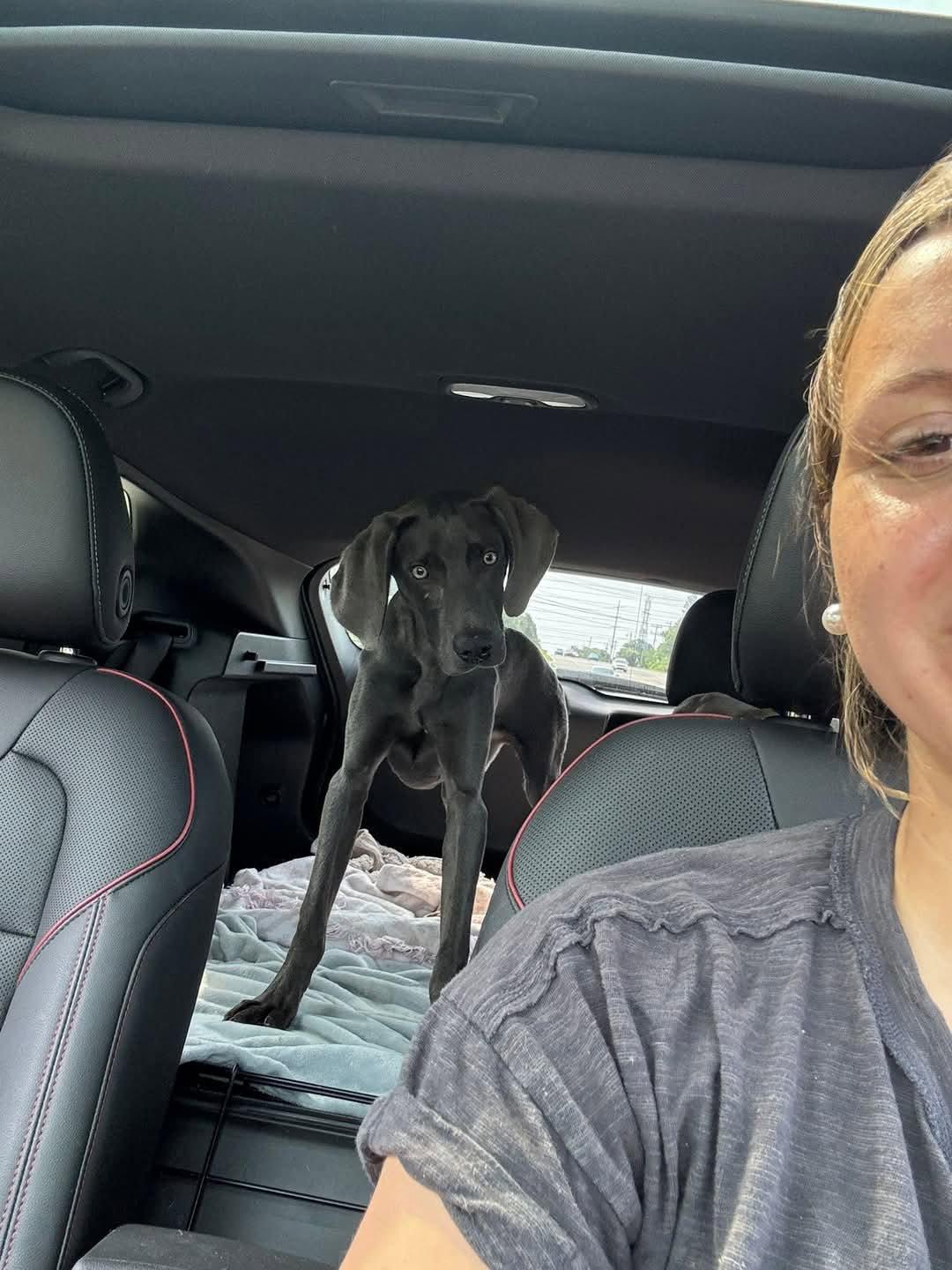 Enlarge Gewürztraminer, a Adoptable Weimaraner in Newport, KY image 3/3