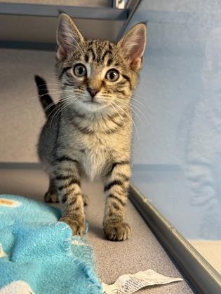 Sheldon, a Adoptable mixed breed in Mount Pleasant, IA image 1/3