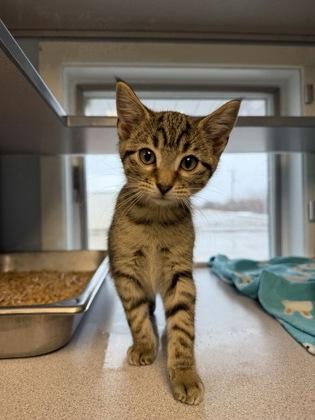 Sheldon, a Adoptable mixed breed in Mount Pleasant, IA image 2/3