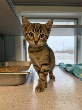 Sheldon, a Adoptable mixed breed in Mount Pleasant, IA image 3/3