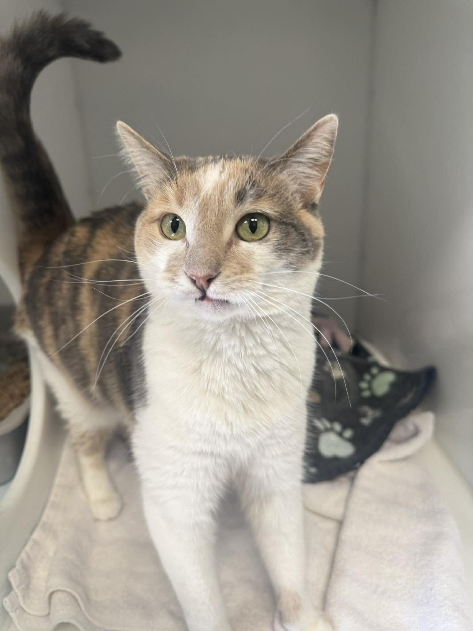 Louna, ADOPTABLE, Adult Female Domestic Short Hair.