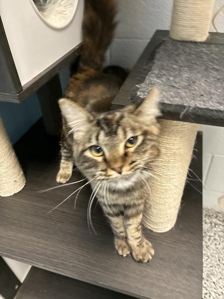 *Boo*, Adoptable, Adult Female Domestic Medium Hair.