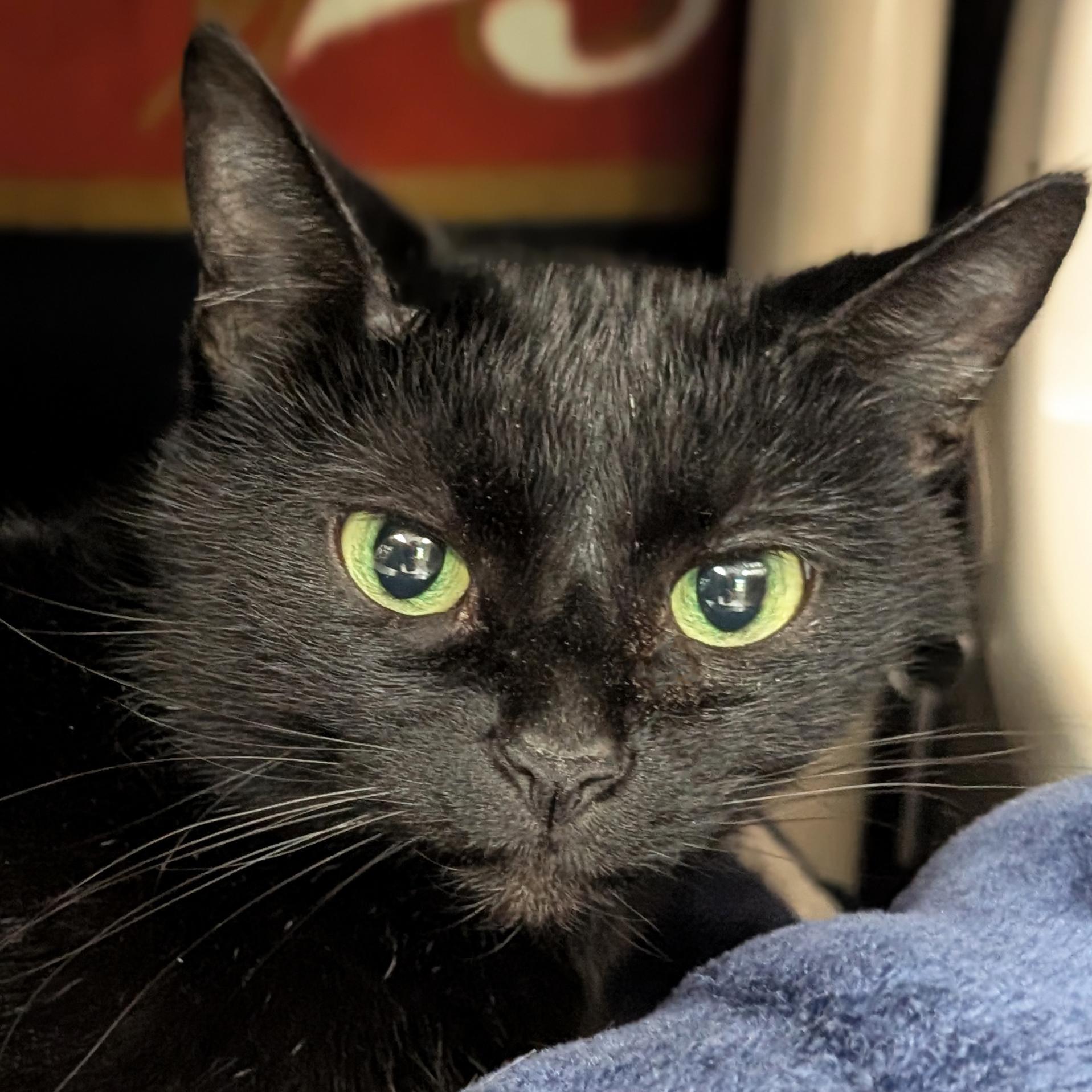 Yoshi, Adoptable, Adult Female Domestic Short Hair.