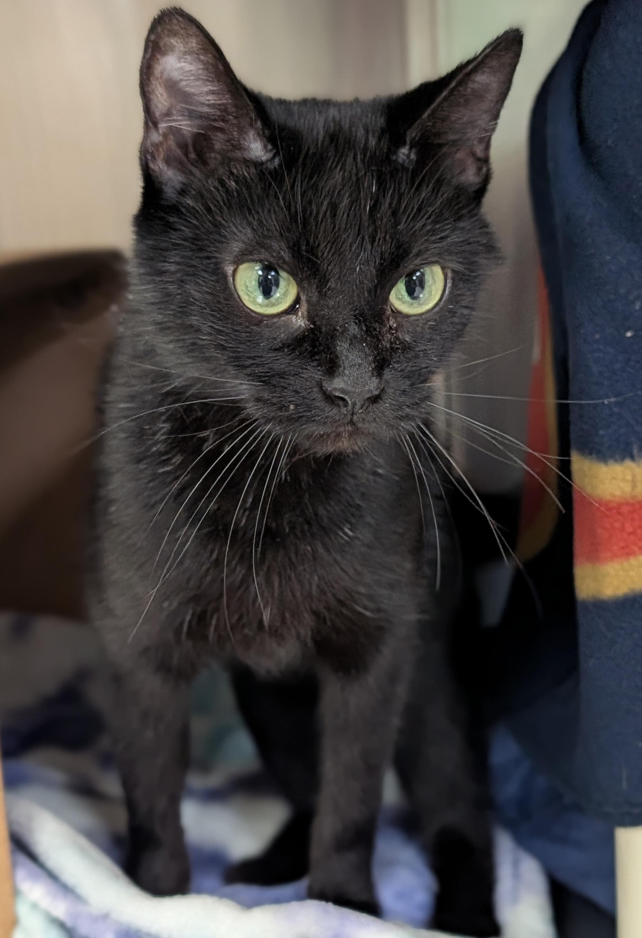 Enlarge Yoshi, a Adoptable Domestic Short Hair in Jefferson, WI image 2/2
