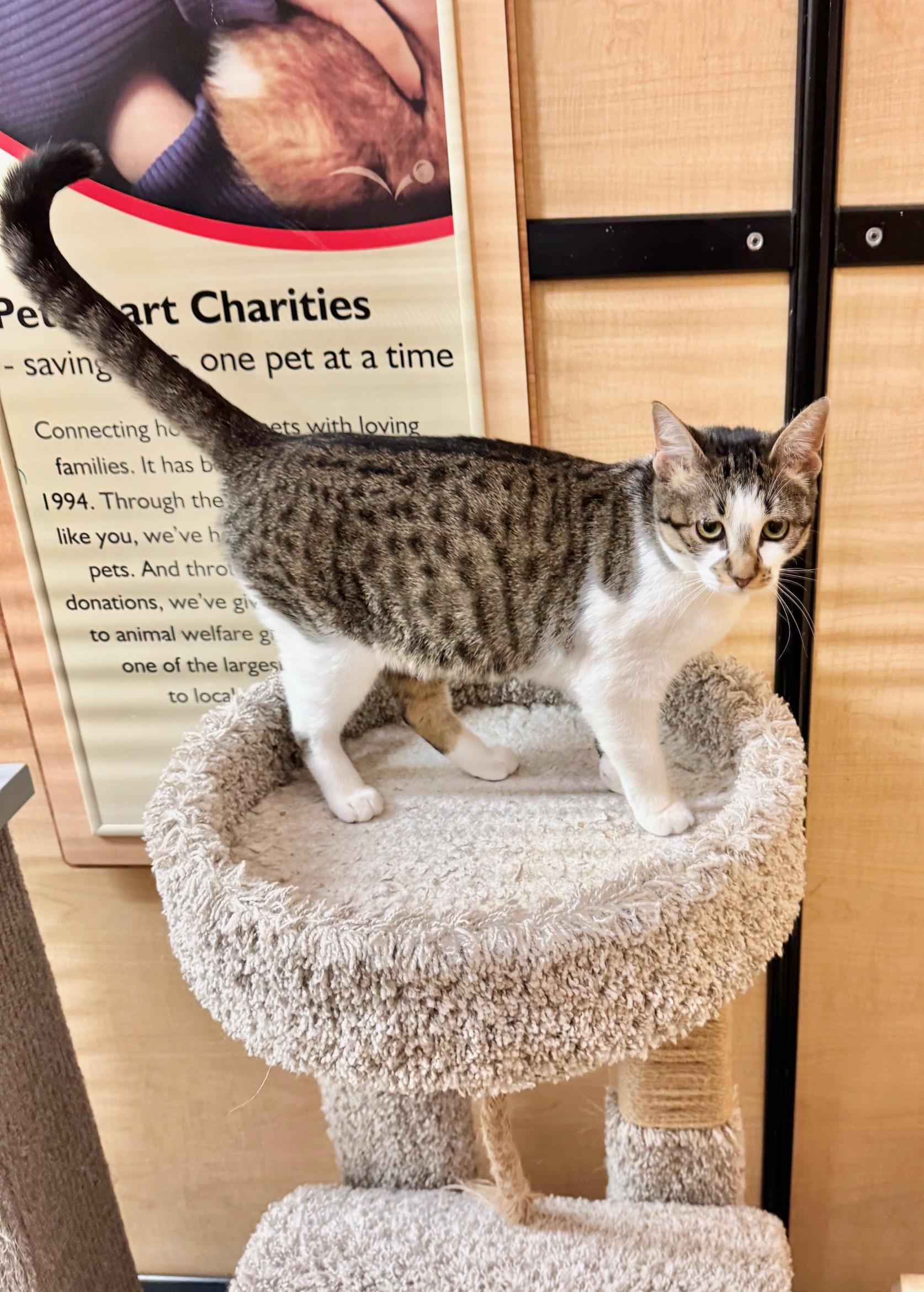 Mandy, a ADOPTABLE Domestic Short Hair in Springfield, PA image 2/4