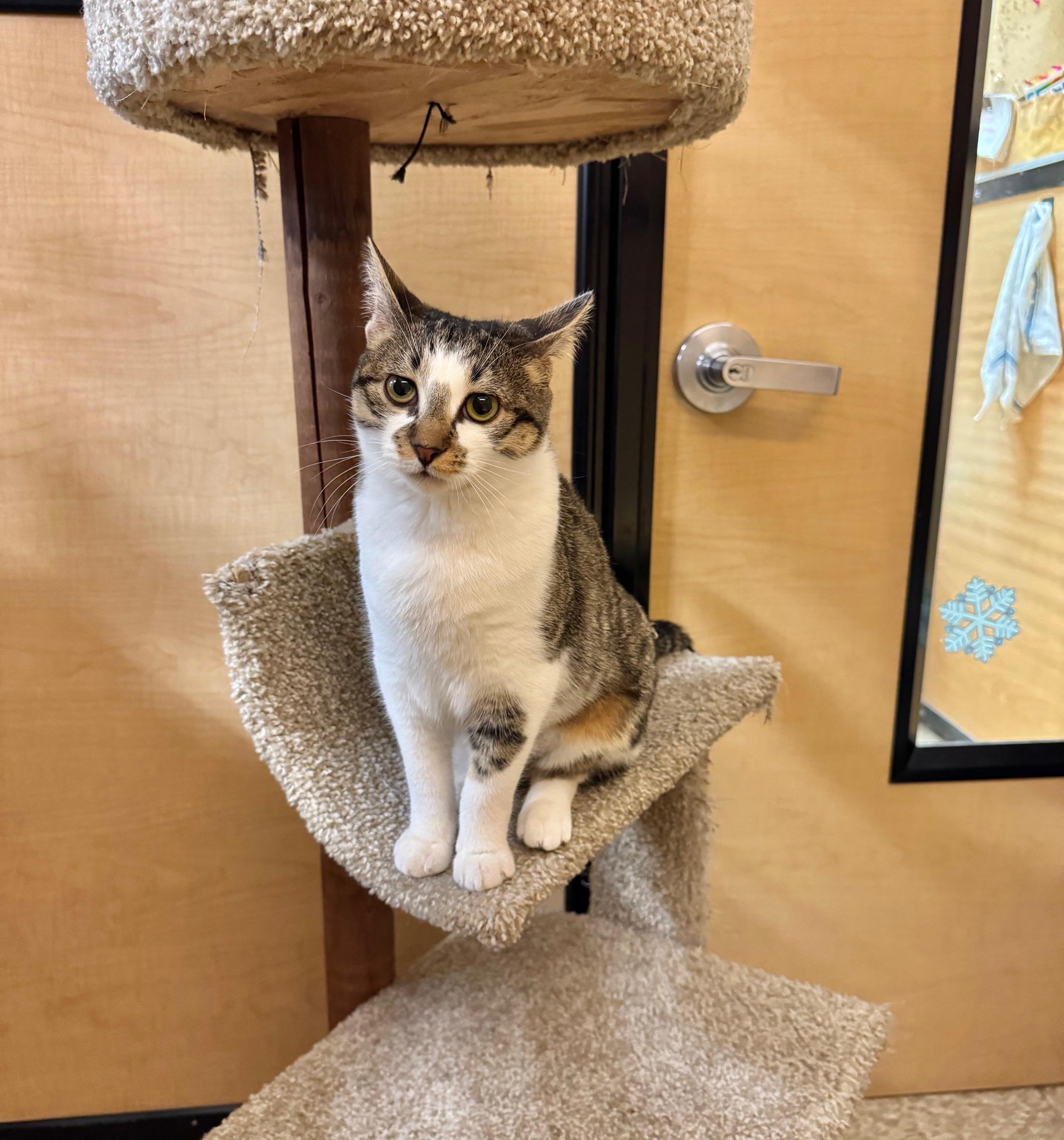 Mandy, a ADOPTABLE Domestic Short Hair in Springfield, PA image 1/4