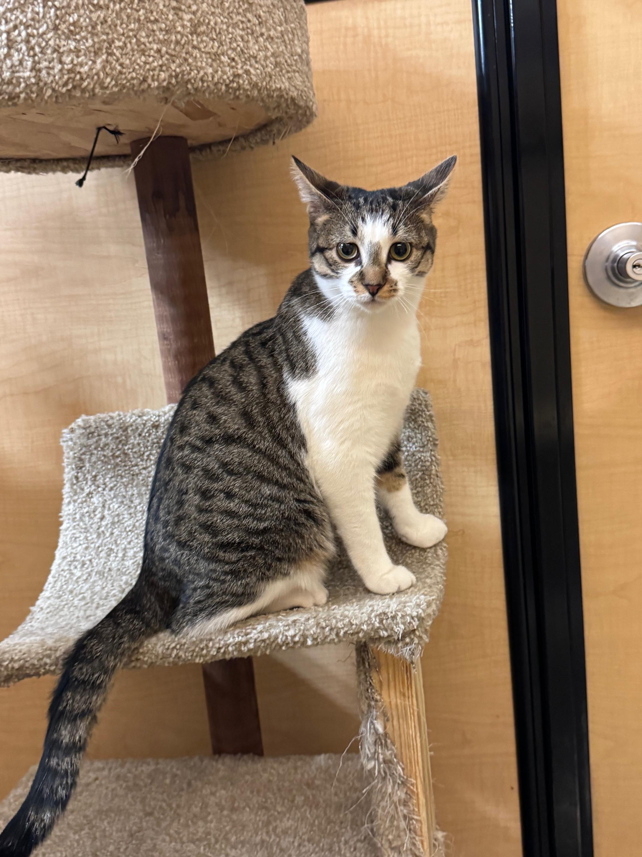 Mandy, a ADOPTABLE Domestic Short Hair in Springfield, PA image 3/4