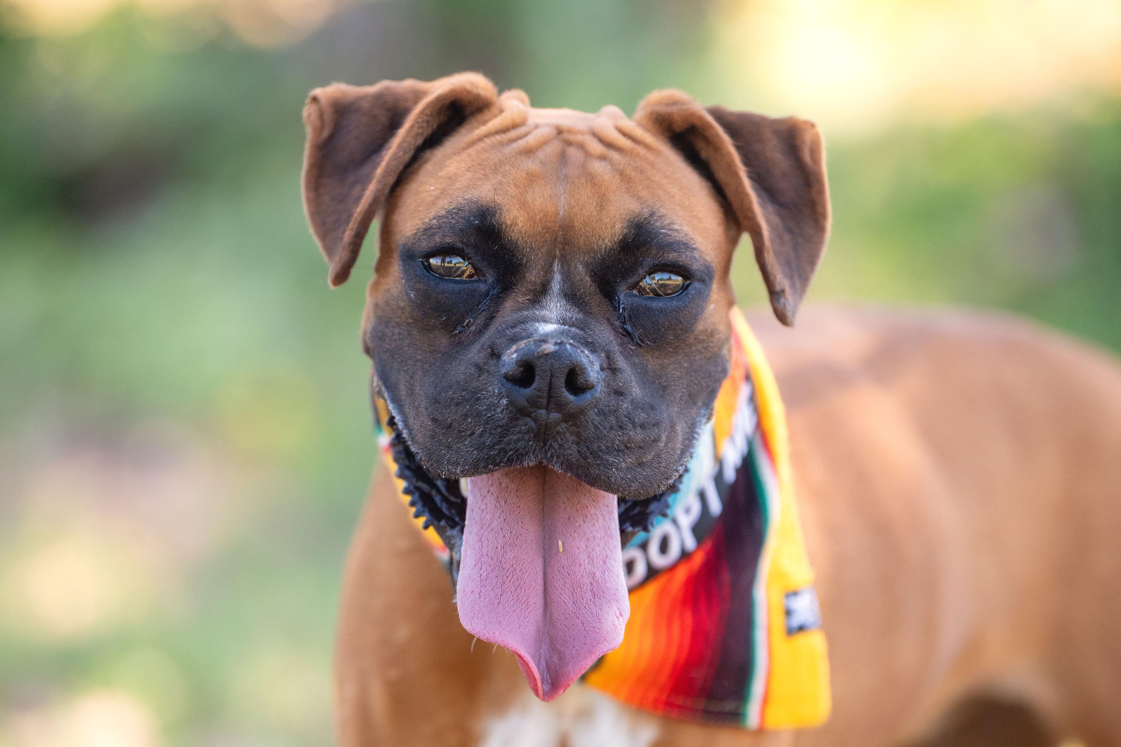Milagros, ADOPTABLE, Young Female Boxer.