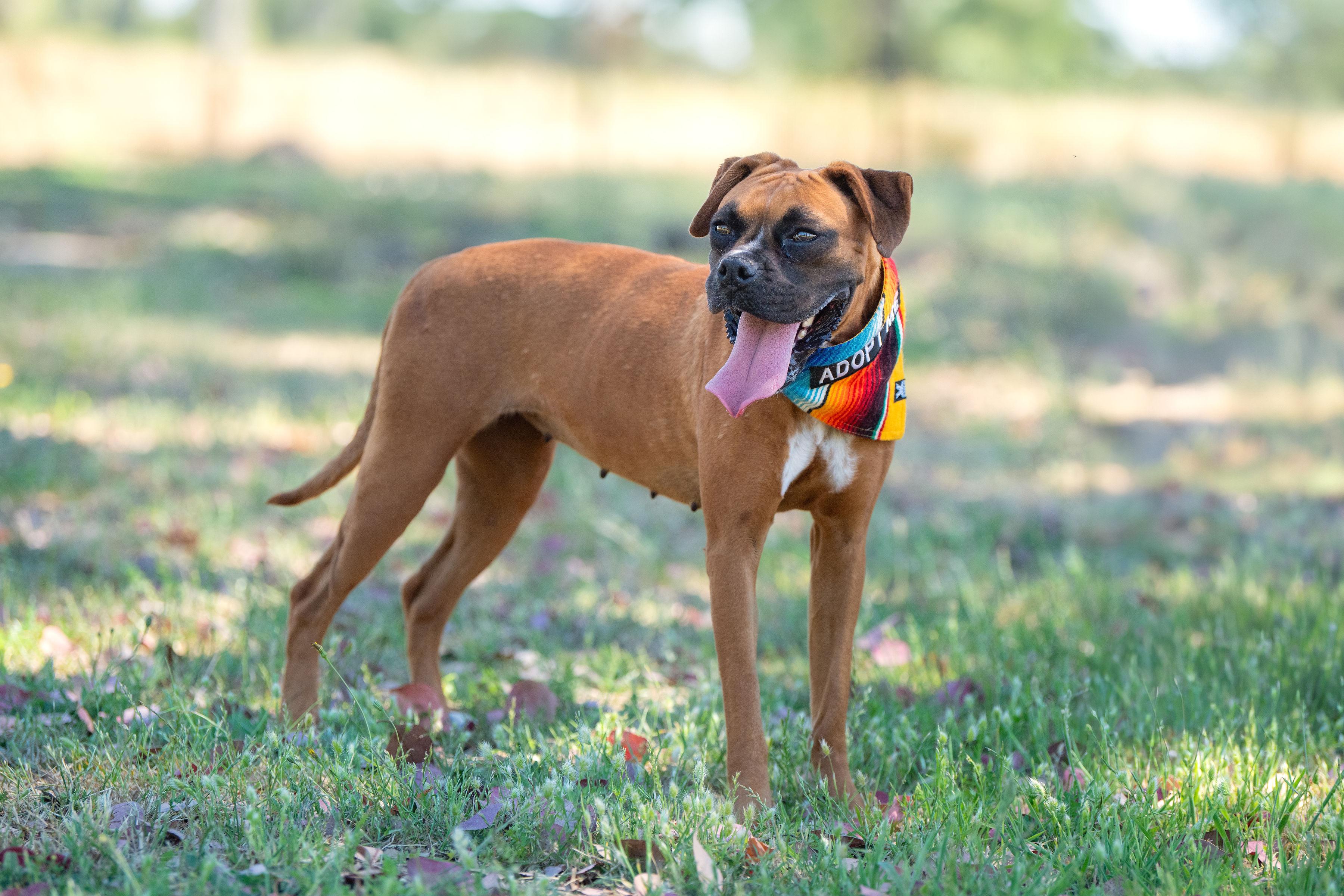Milagros, a ADOPTABLE mixed breed in Santa Rosa, CA image 2/3