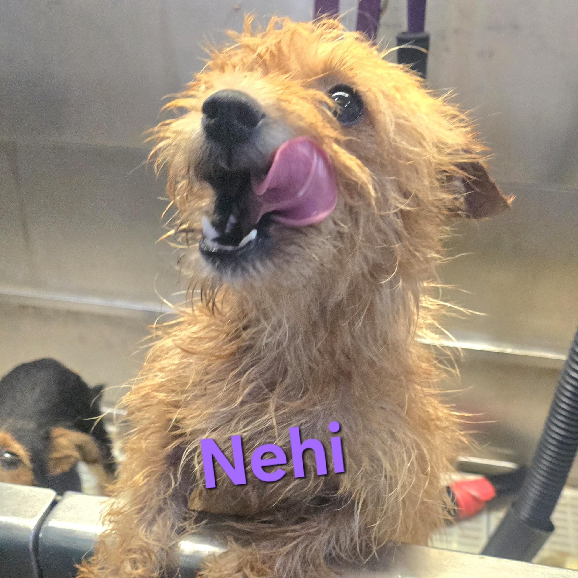 Nehi, Adopted, Young Female Cairn Terrier.