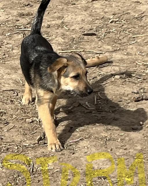 Enlarge Storm, a Adoptable German Shepherd Dog in Jerome, ID image 1/1