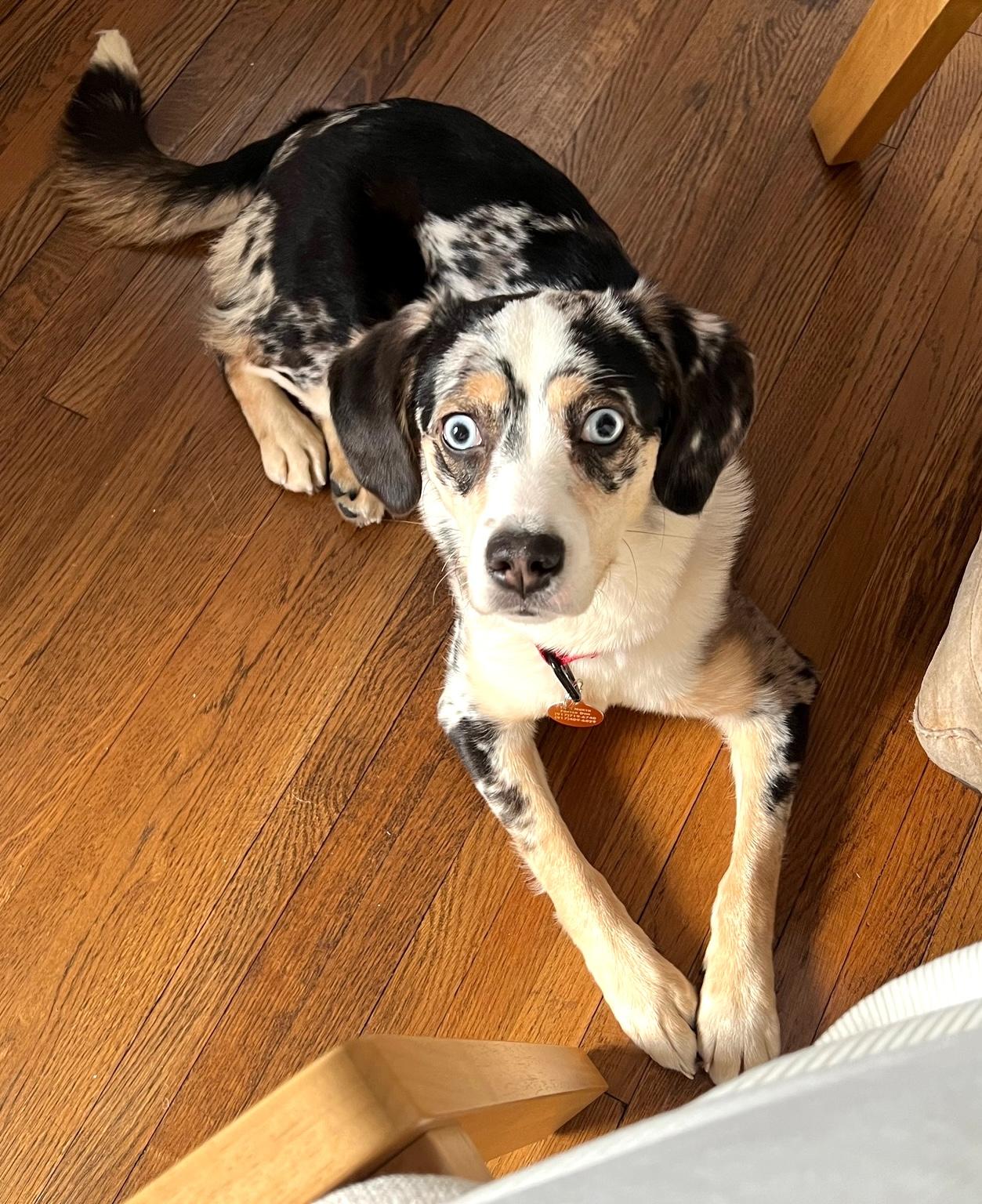 Enlarge Layla, a ADOPTABLE mixed breed in Brooklyn, NY image 5/6