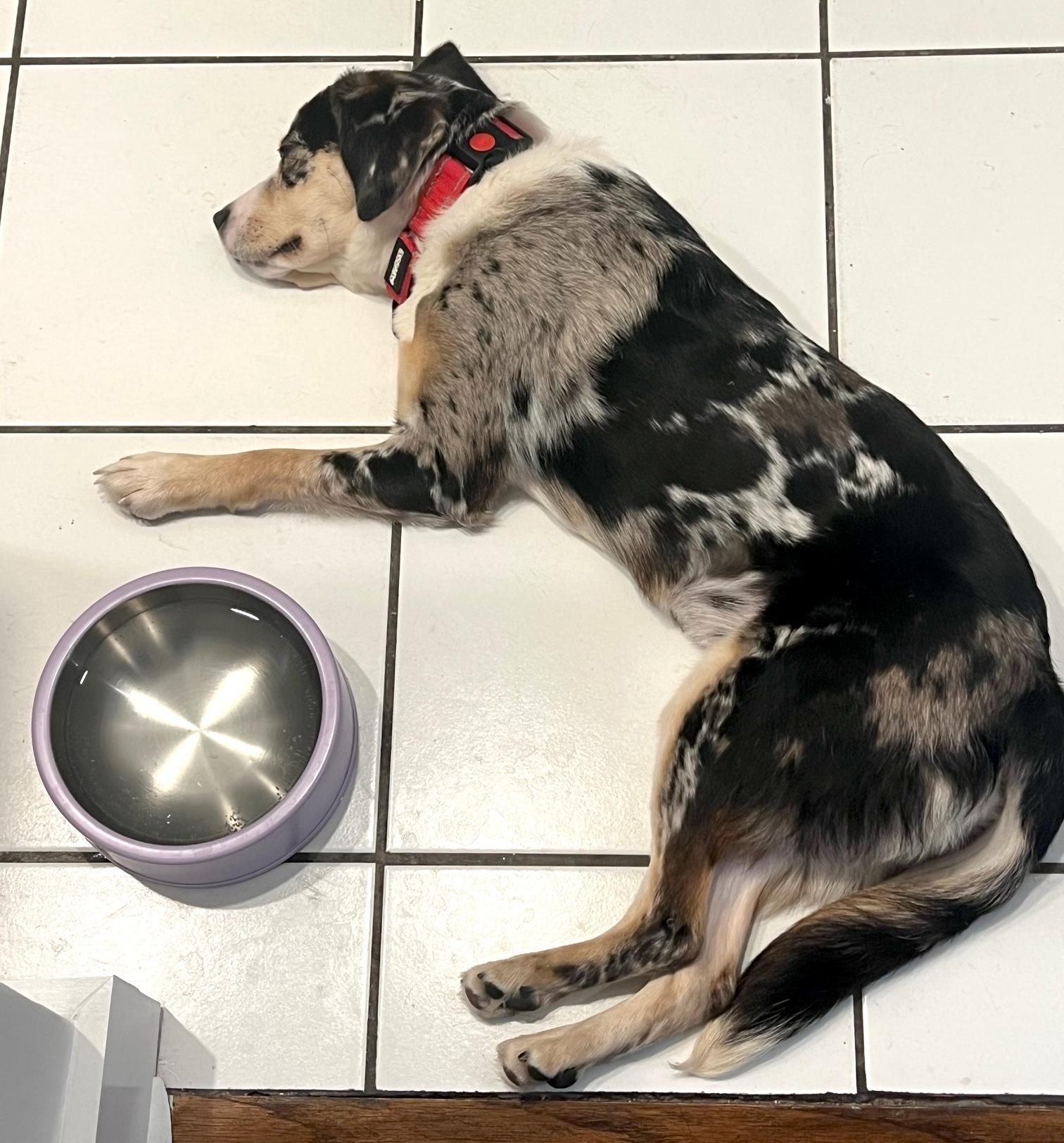 Enlarge Layla, a ADOPTABLE mixed breed in Brooklyn, NY image 2/6