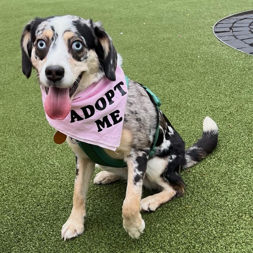 Enlarge Layla, a ADOPTABLE mixed breed in Brooklyn, NY image 1/6