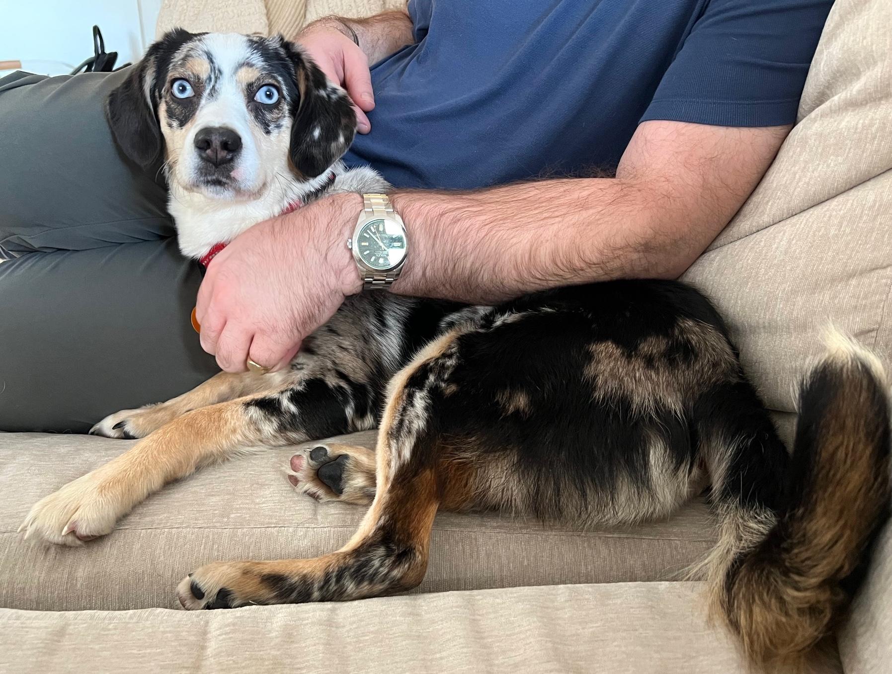 Enlarge Layla, a ADOPTABLE mixed breed in Brooklyn, NY image 4/6