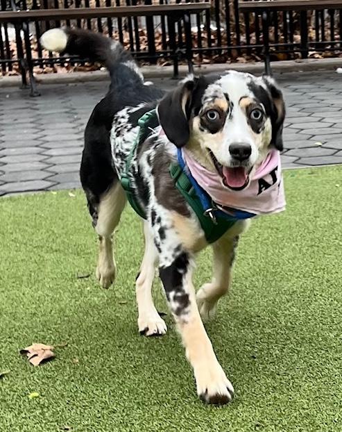 Enlarge Layla, a ADOPTABLE mixed breed in Brooklyn, NY image 3/6