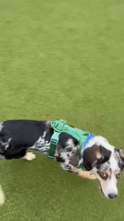 Enlarge Layla, a ADOPTABLE mixed breed in Brooklyn, NY video 6/6