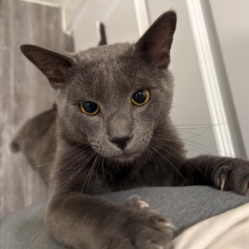 Enlarge Rob, a Adoptable Domestic Short Hair in Odessa, TX image 1/2
