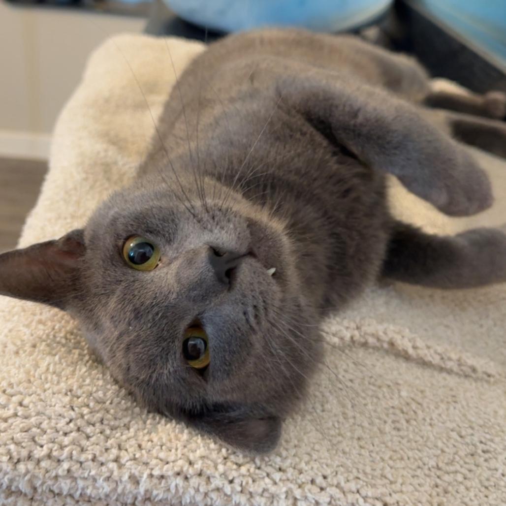 Enlarge Rob, a Adoptable Domestic Short Hair in Odessa, TX image 2/2