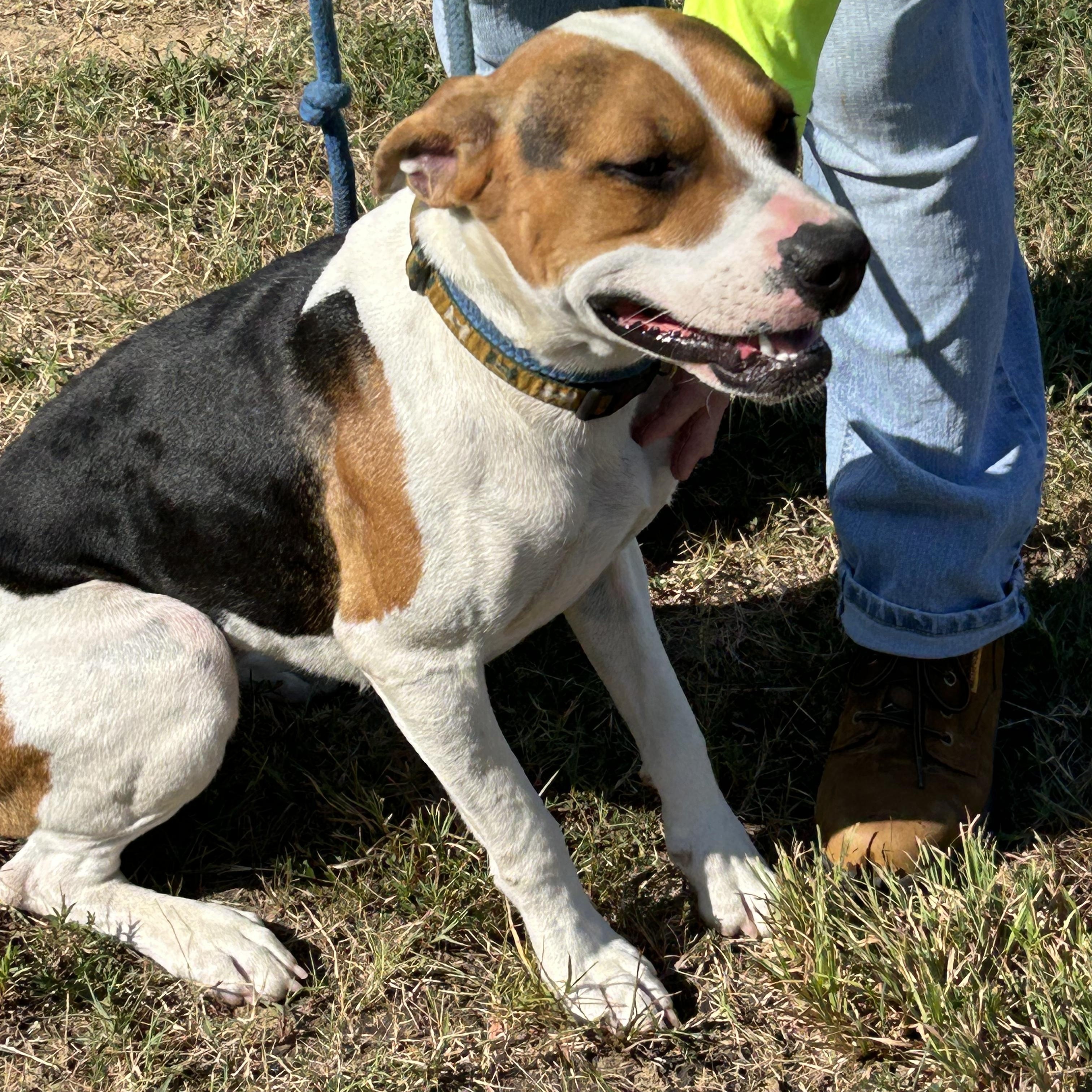 S’ Mores, Adoptable, Adult Female Hound.
